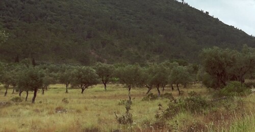 Olive Tree plant photo (Olea europaea)
