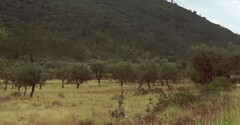 Olea europaea — photo 3