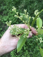 Beilschmiedia obtusifolia
