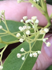 Beilschmiedia obtusifolia