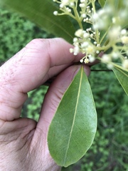 Beilschmiedia obtusifolia