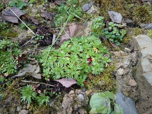 Saxifraga rosacea (Saxifraga rosacea)