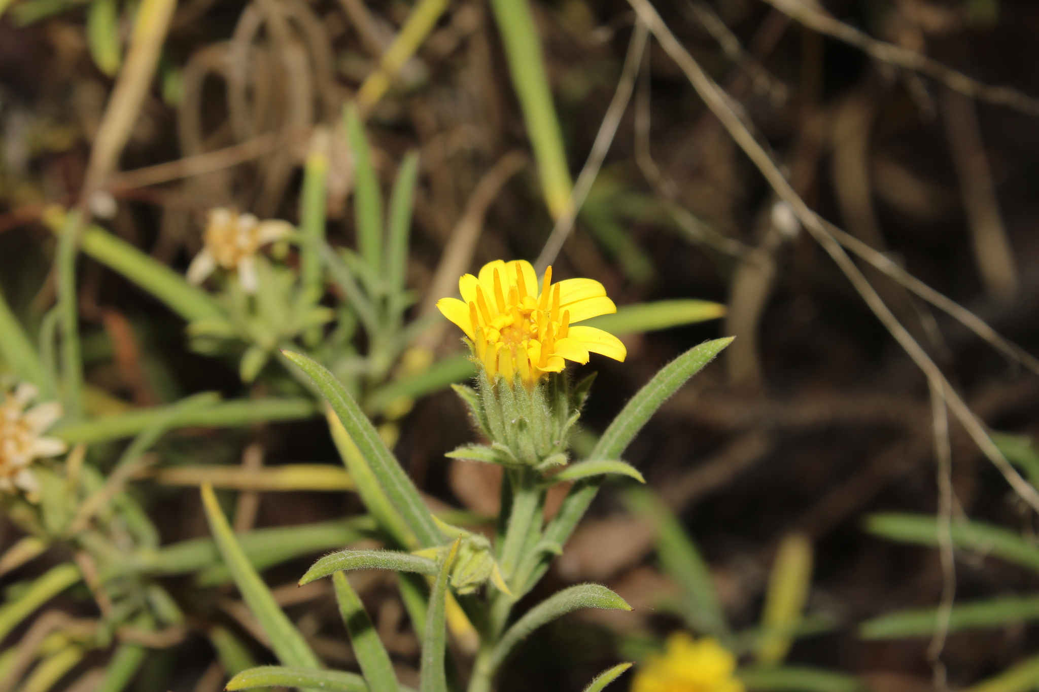 Trixis angustifolia