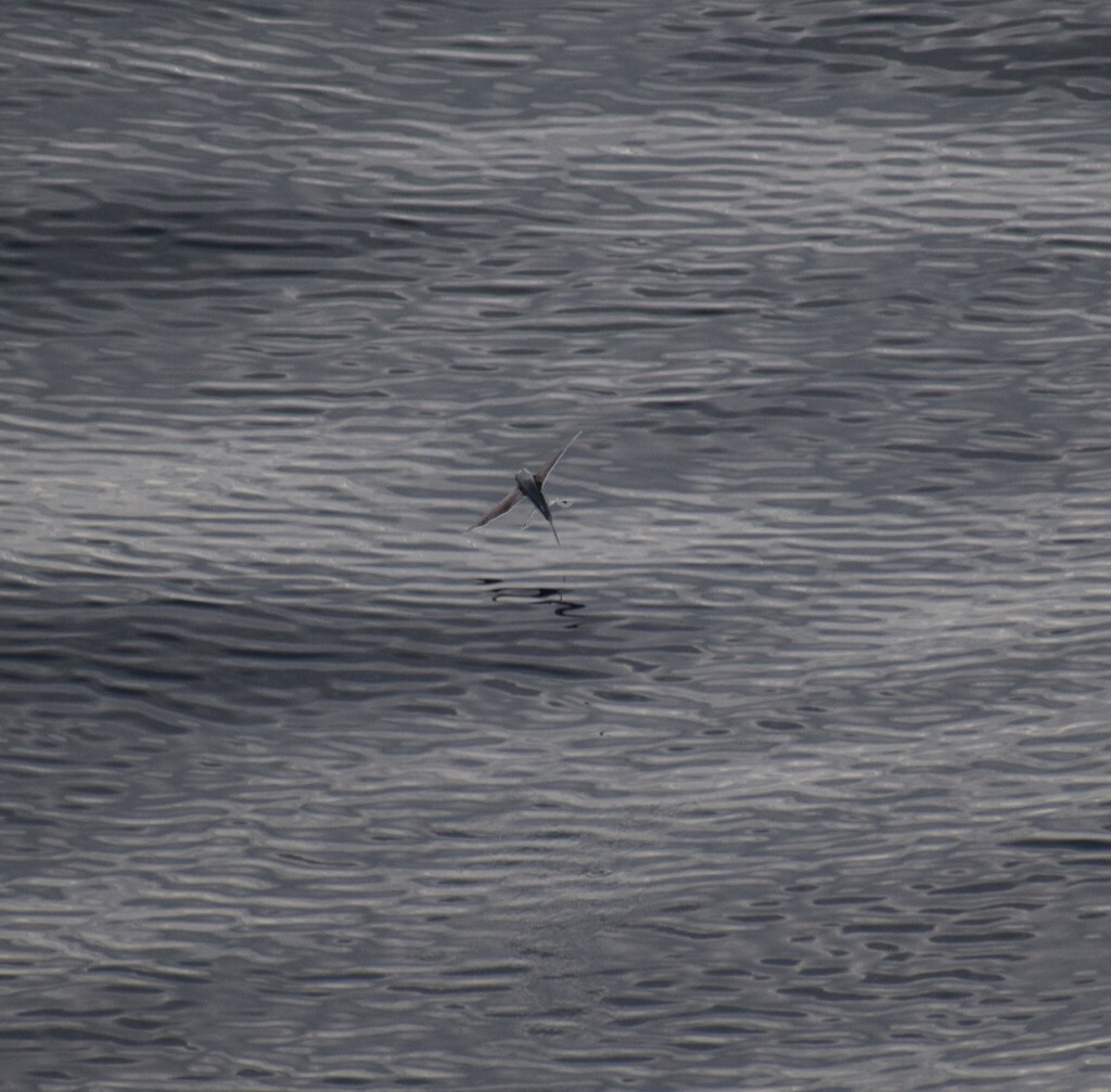 Pharao Flyingfish