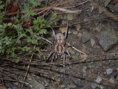 Lycosa praegrandis