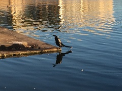 Anhinga anhinga leucogaster