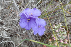 Aristea oligocephala