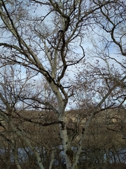 Populus alba