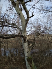 Populus alba