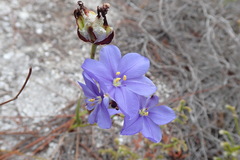 Aristea oligocephala