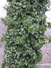 Hedera helix