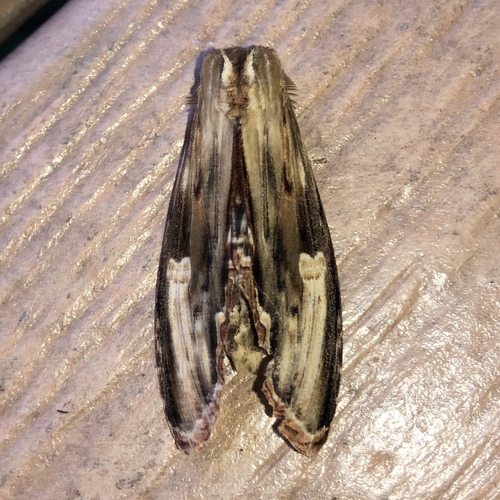 Truncaptera meridionalis