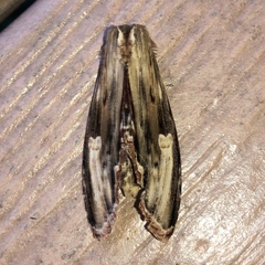 Truncaptera meridionalis