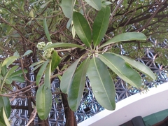 Alstonia scholaris