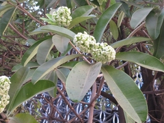 Alstonia scholaris