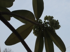 Alstonia scholaris
