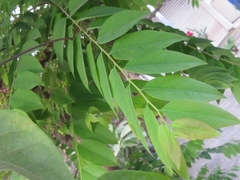Phyllanthus acidus