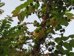 Phyllanthus acidus
