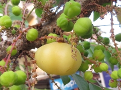 Phyllanthus acidus
