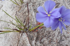 Aristea oligocephala