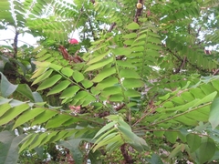 Phyllanthus acidus