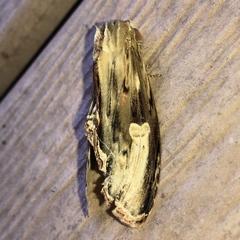 Truncaptera meridionalis