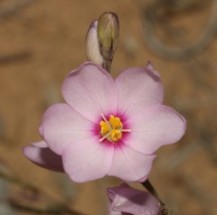 Ixia trifolia