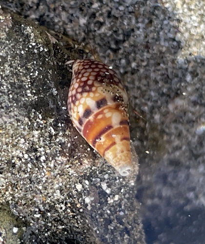 Mitrella guttata observed 2025-12-12