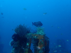 Ctenochaetus striatus