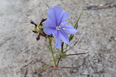 Aristea oligocephala