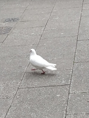 Columba livia domestica
