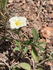 Sida chrysantha