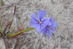 Aristea oligocephala