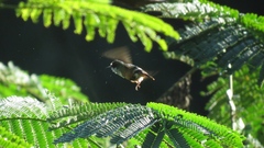 Lophornis adorabilis