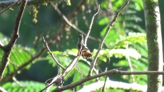 Lophornis adorabilis