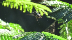 Lophornis adorabilis image