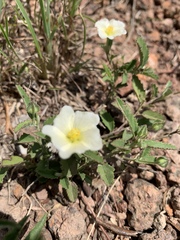 Sida chrysantha