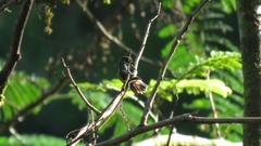 Lophornis adorabilis