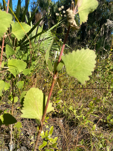 Semaphore thoroughwort (Eupatorium mikanioides)