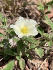 Sida chrysantha