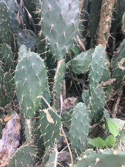 Opuntia elatior