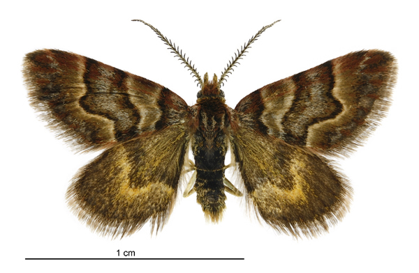 Arctesthes siris