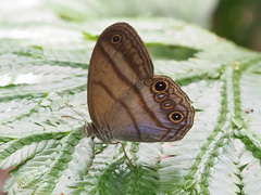 Amiga arnaca