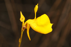 Utricularia cornuta