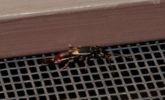 Marava arachidis