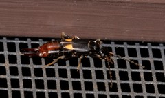 Marava arachidis