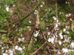 Nephila pilipes