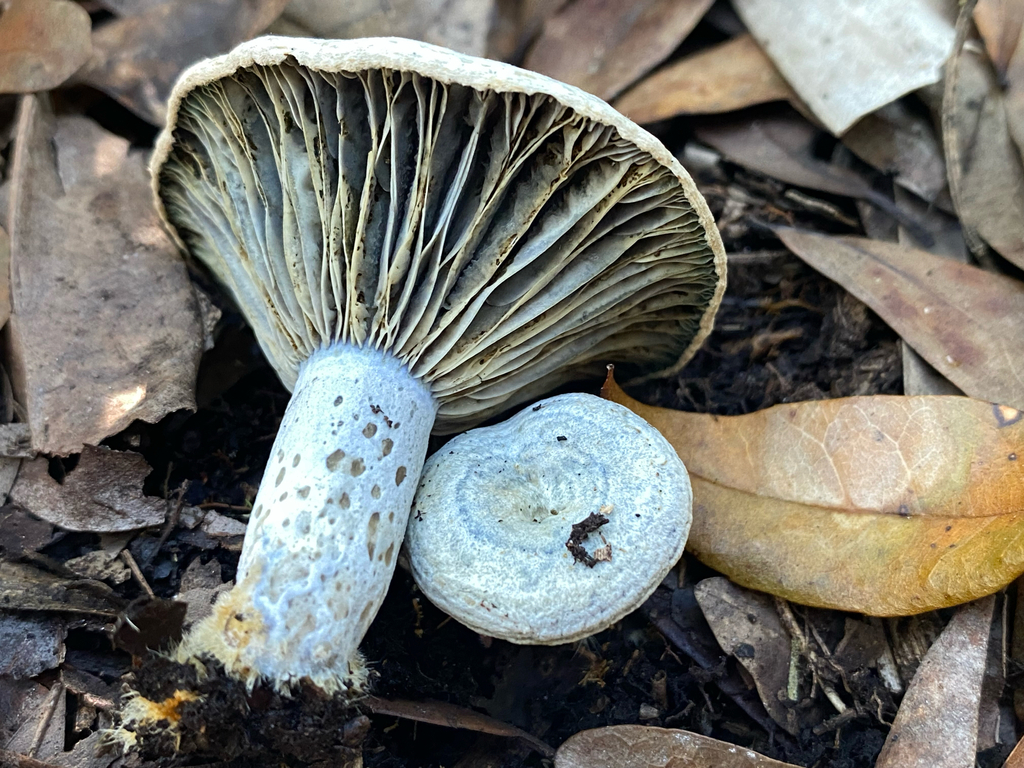 Lactarius indigo · December 2025 · photo: © erikoid (iNaturalist, cc-by)