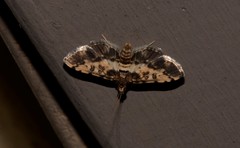Nacoleia amphicedalis