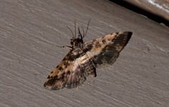 Nacoleia amphicedalis
